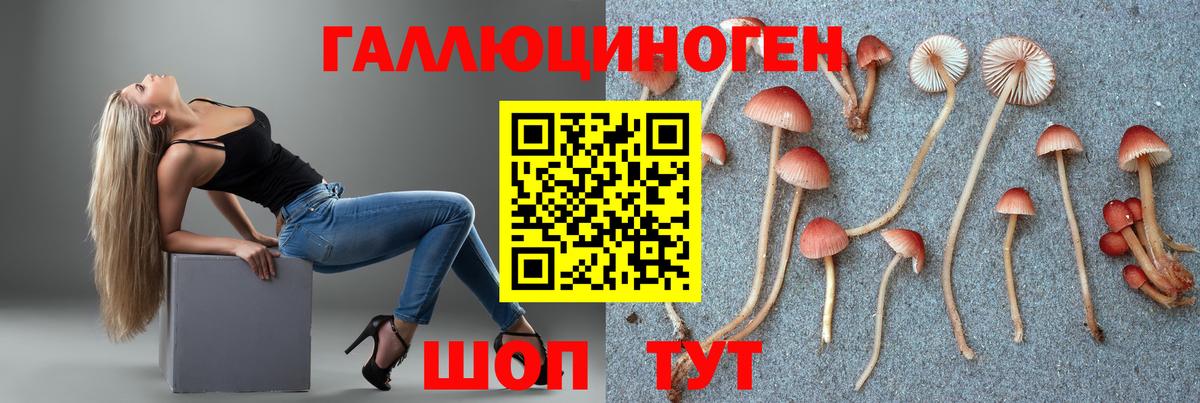 Псилоцибиновые грибы Cubensis Новозыбков